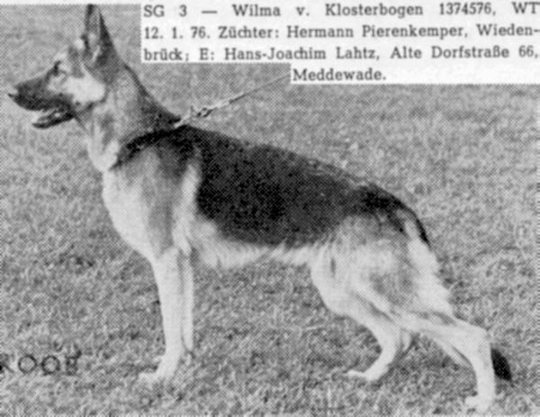 Wilma vom Klosterbogen | German Shepherd Dog 