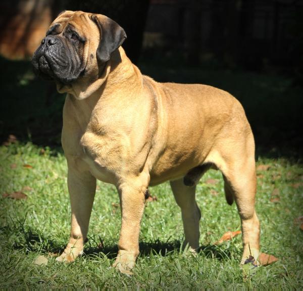 BR Overture's Dallas Yankee | Bullmastiff 