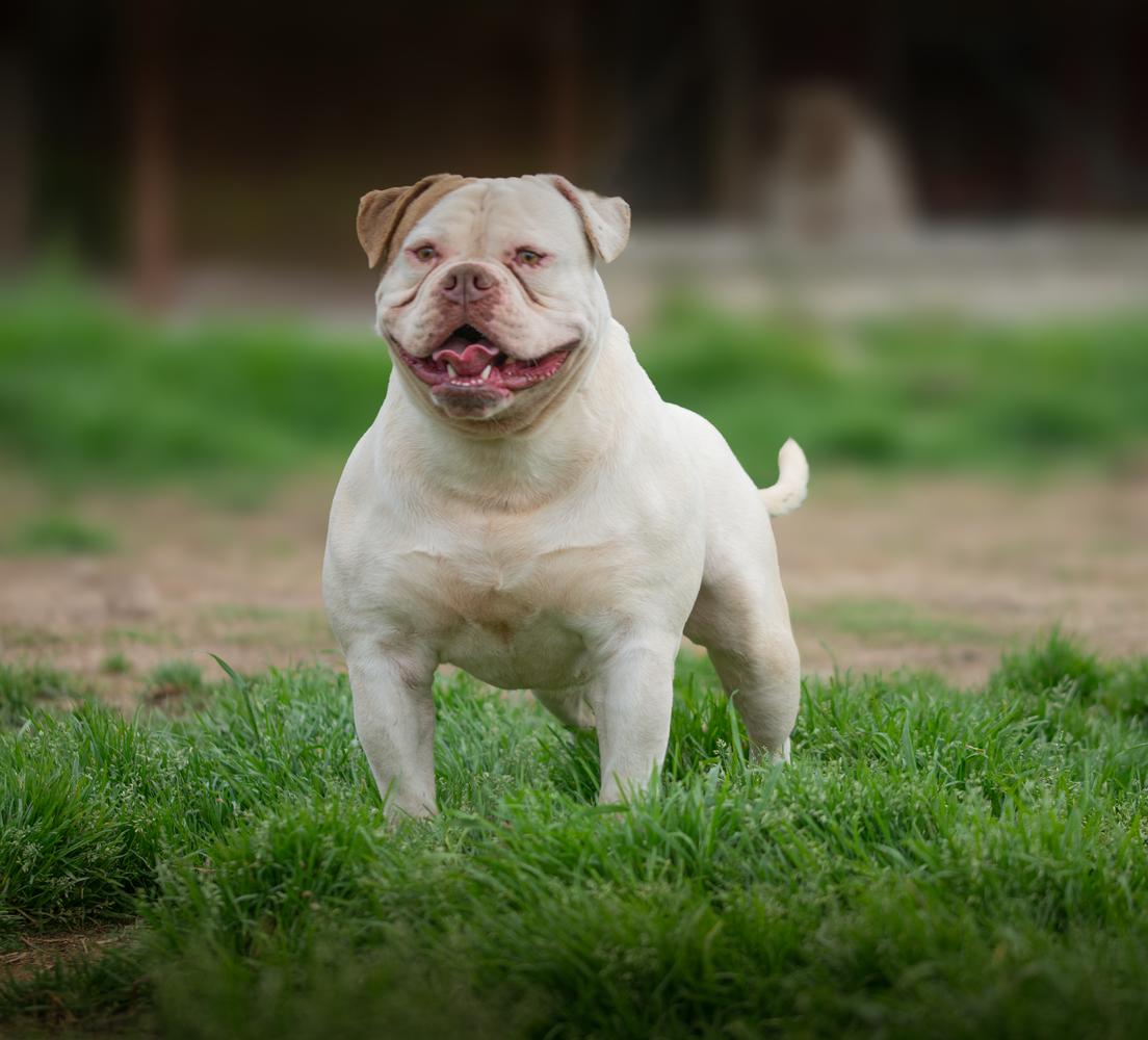 Chiaradia's Lucky Stranger | American Bulldog 