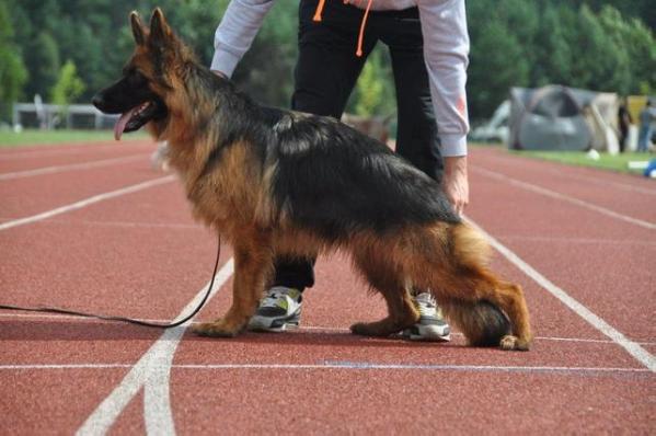 NUCCA Asarko Lordana | German Shepherd Dog 