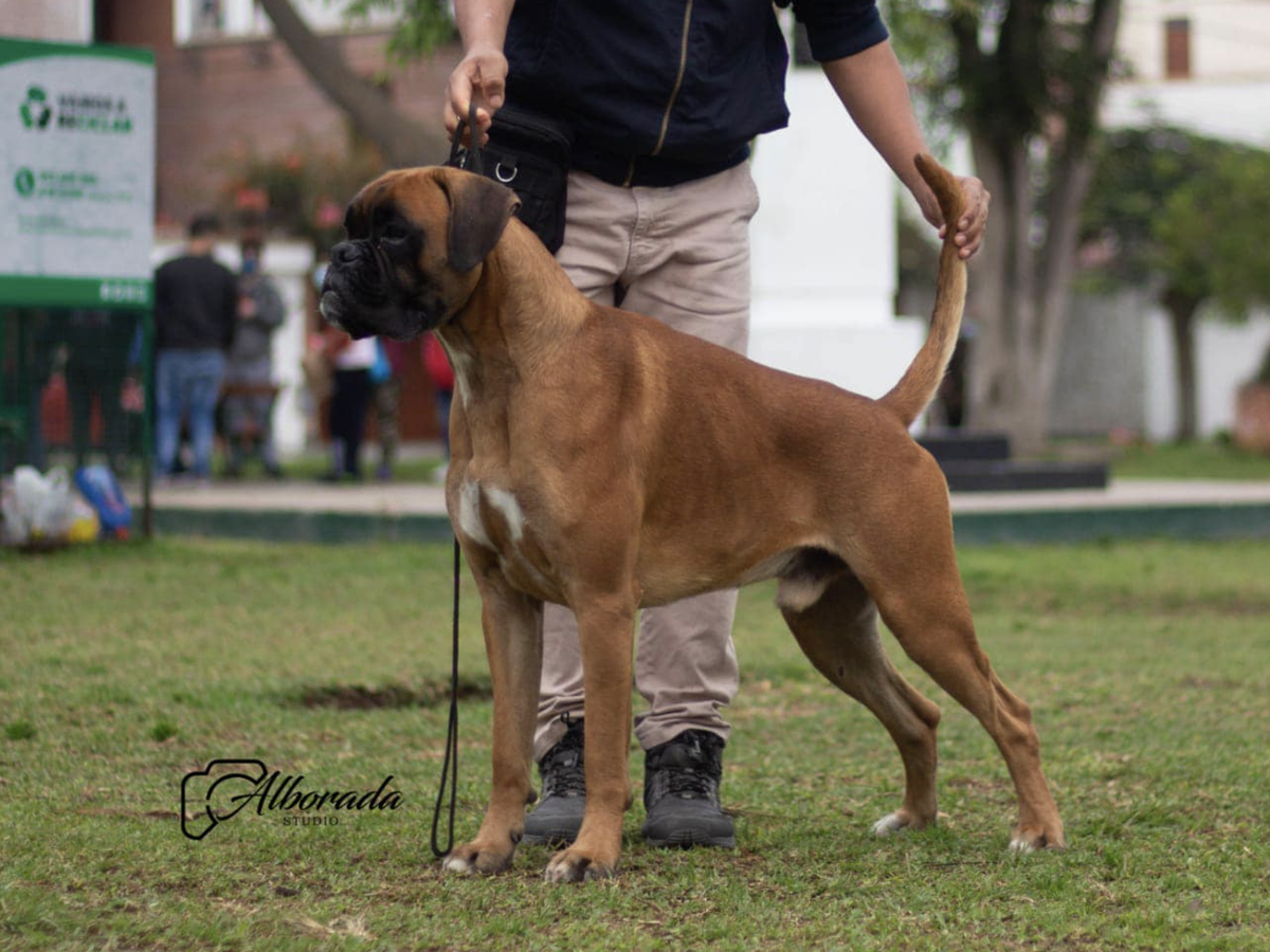 Amaru Dlumati | Boxer 