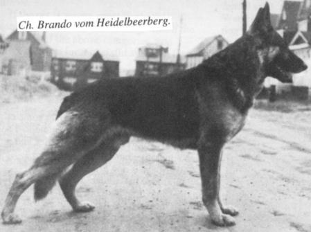 Brando vom Heidelbeerberg | German Shepherd Dog 