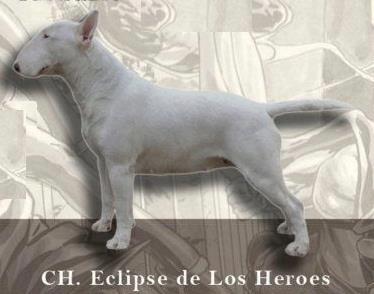 Eclipse de los Héroes | Bull Terrier 