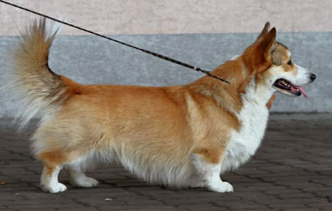 TORRES Gyvates Ašara | Pembroke Welsh Corgi 