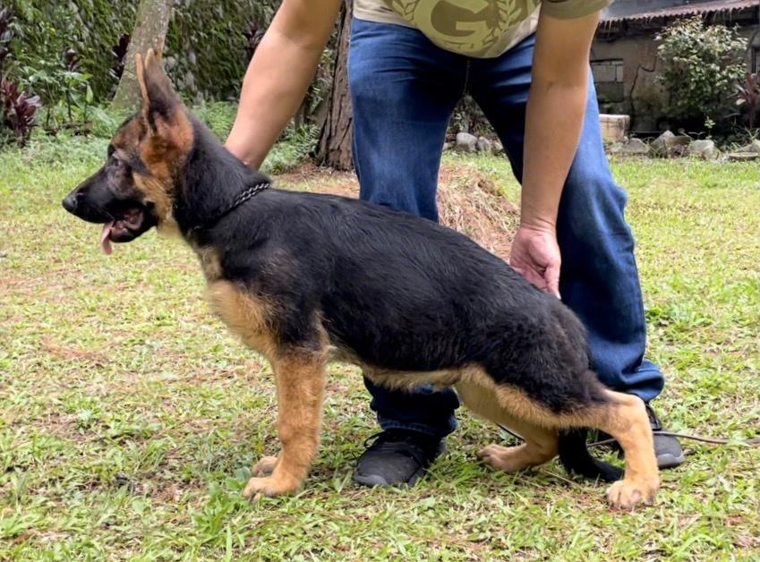 Bojan von Mar-Ball | German Shepherd Dog 