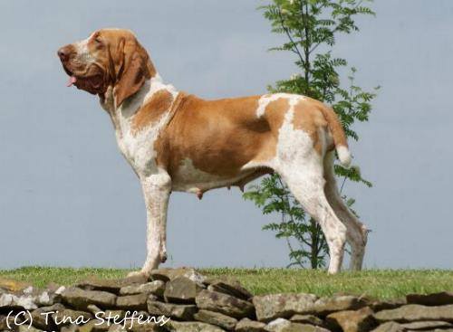 Mia Carmen di Ala d'Oro | Bracco Italiano 