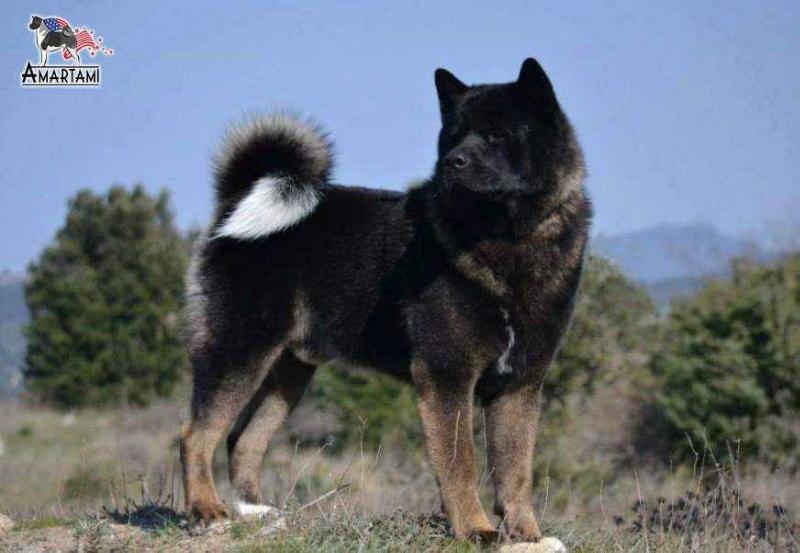 Bearfactz Black Shadow | Akita 