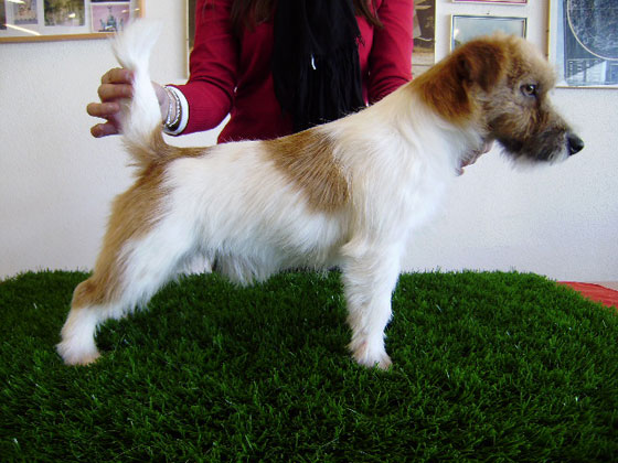 Lemosa one  of the boys | Jack Russell Terrier 