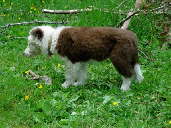 BeerCan Soldier | Border Collie 