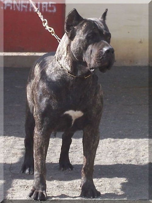 Kioba de Cielo de Canarias | Perro de Presa Canario 