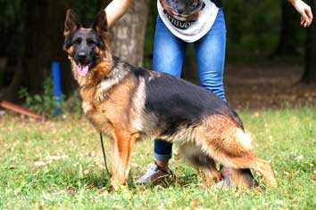 Juoll Onaxenomun | German Shepherd Dog 
