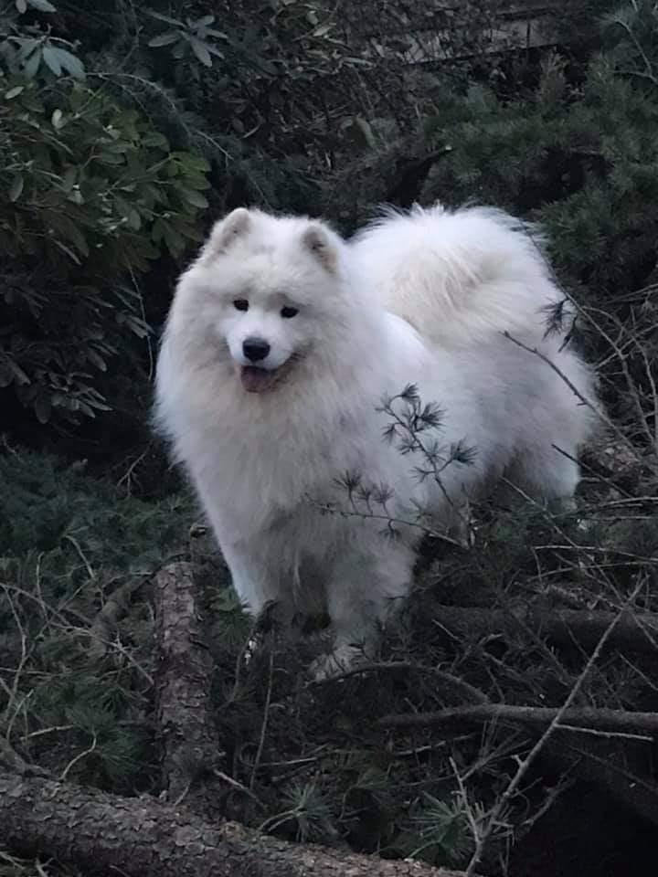 MISHKA NA SEVERE ENCYCLOPEDIA LUNARIS | Samoyed 