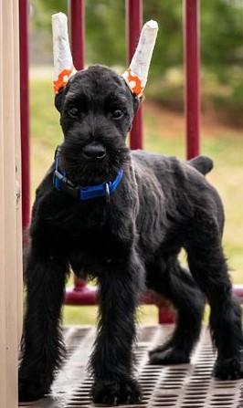 Leif Von Prufenpuden | Giant Schnauzer 