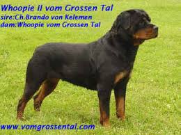 WHOOPIE II VON GROSSEN TAL | Rottweiler 