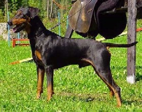 Of Leijliden BRAVE HEART | German Pinscher 