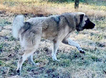 Jezovuk | Central Asian Shepherd Dog 