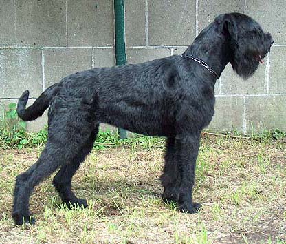 Islay vom Nordexpress | Giant Schnauzer 