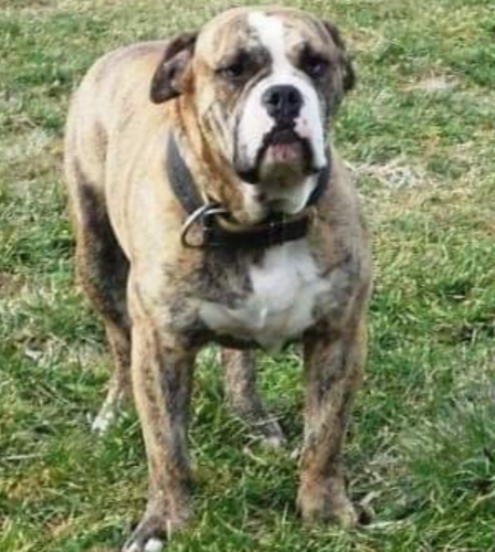 Cajah's Mtn. Voodoo Hex | Olde English Bulldogge 