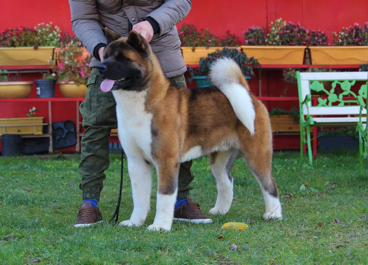 GreatRoyal Siberian Brown Bear | Akita 