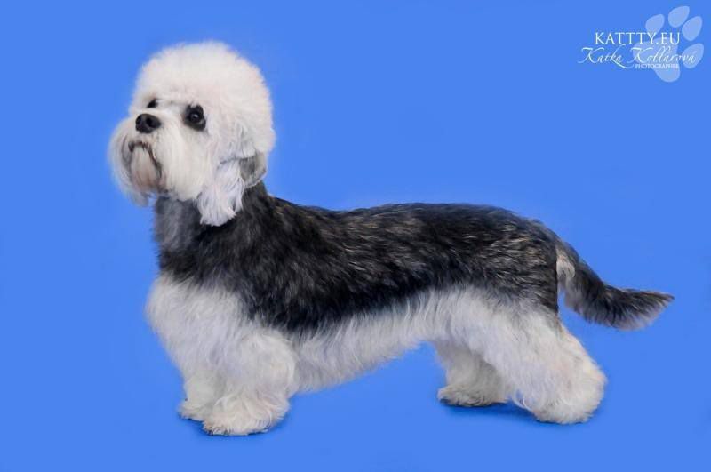 Gloria Mea Magic Almonds | Dandie Dinmont Terrier 