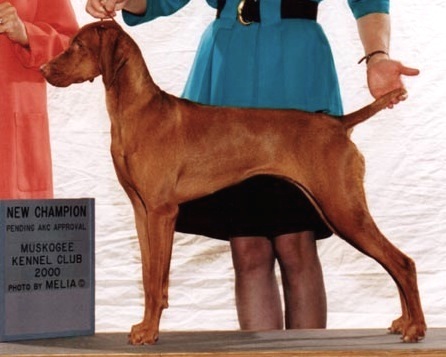 Renaissance Gift of Grace | Hungarian Vizsla 