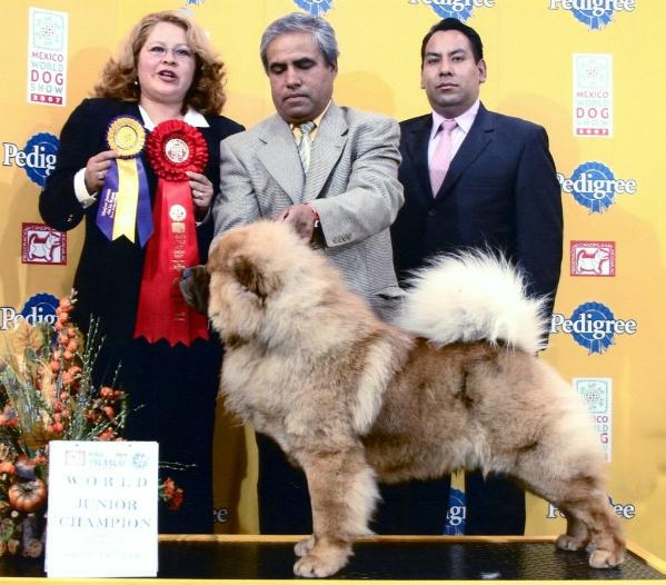 Mister Booba De Los Perros De Bigo | Chow Chow 
