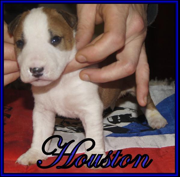 Poypoy Speed Perfect Houston | Miniature Bull Terrier 