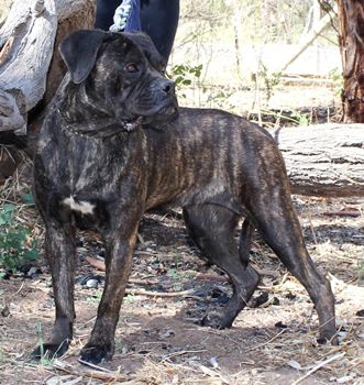 DDDawgs Liona | Cane Corso 