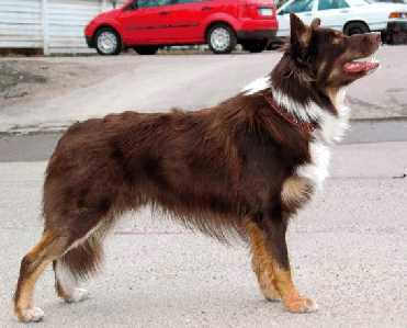 Apache van de Vrundenhoeve | Border Collie 