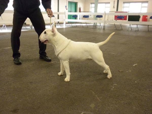 Emred Devils Spy | Bull Terrier 