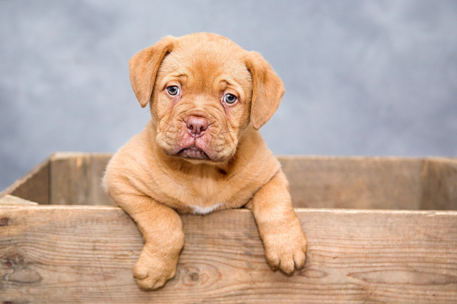 Golden puppy