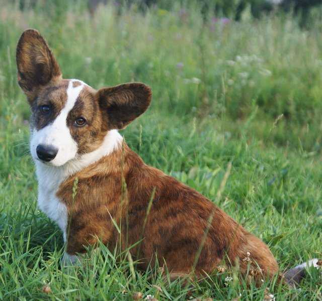 Elfborg Zeppelin | Cardigan Welsh Corgi 