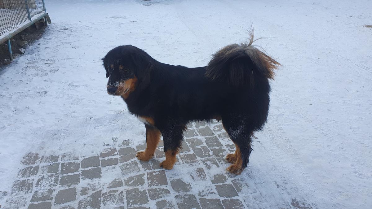 Tengeriin Khuch Bulga | Tibetan Mastiff 