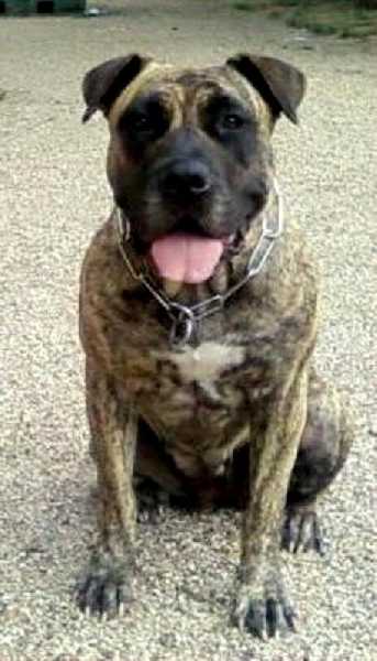 Aby of dogo Paradise | Perro de Presa Canario 