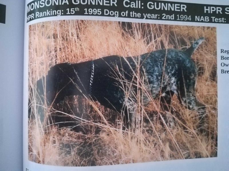 MONSONIA GUNNER | German Shorthaired Pointer 