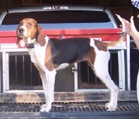 Ferguson's Carolina Sissy | Treeing Walker Coonhound 