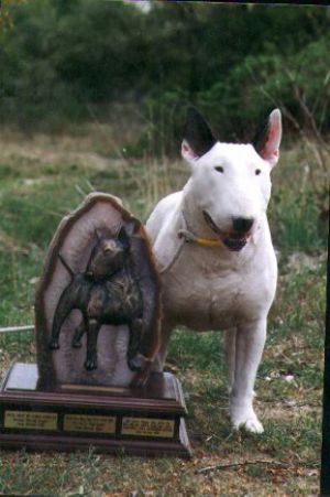 kilacabar Kwire Boy | Bull Terrier 
