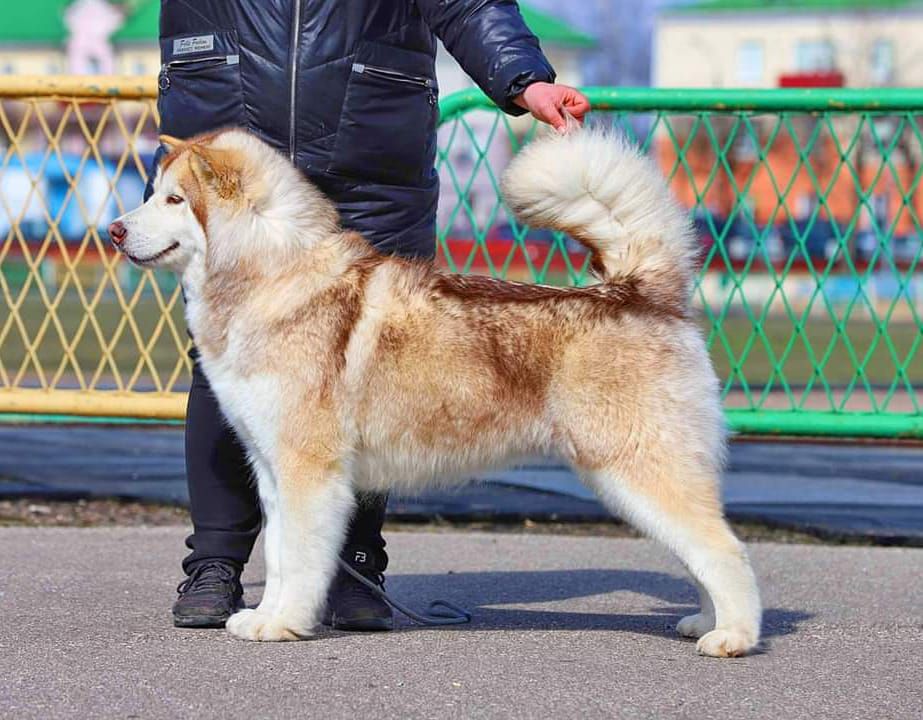 Fluffy Hugs Sophia for Mazurstar | Alaskan Malamute 