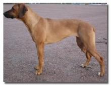 Maiden's Highlight Hayden | Rhodesian Ridgeback 