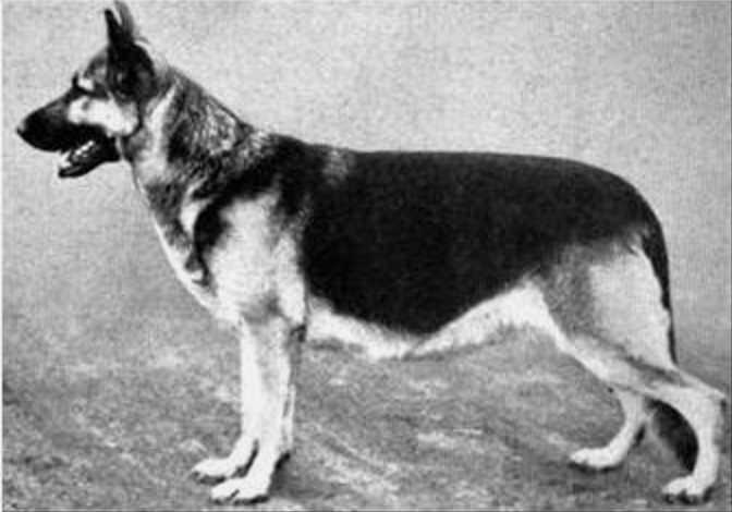 Regina von Colonia Agrippina | German Shepherd Dog 