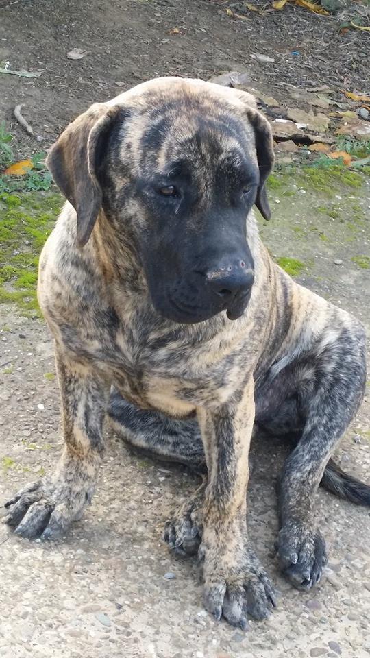 Aisa de Boralcan | Perro de Presa Canario 