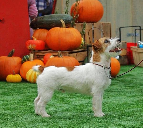 Whistlewood's TIMOTHY MAIN | Jack Russell Terrier 