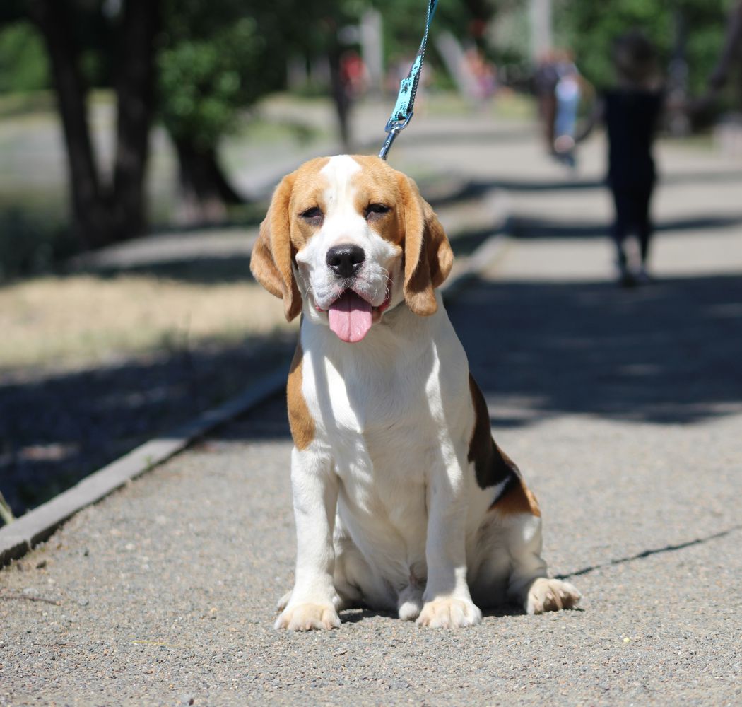 Midnight Train Teren Westtano | Beagle 