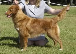 Tollwest's Wild Cherry Pepsi | Nova Scotia Duck Tolling Retriever 