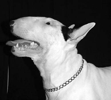 Gearharts Leo | Bull Terrier 