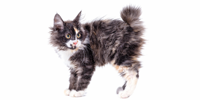 Kurilian Bobtail ( Kuril Islands Bobtail)