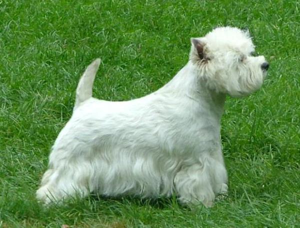 Coco Chanel Of Surprise | West Highland White Terrier 