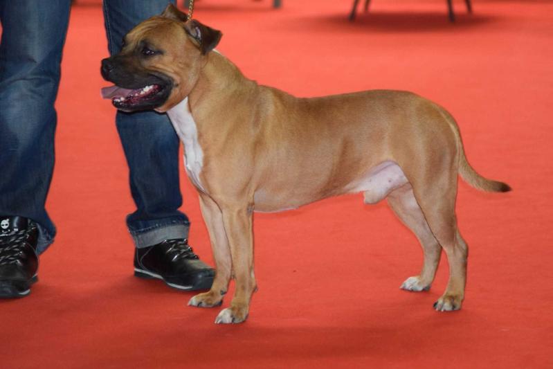 Lil First Red Des Gardiens Du Rêve Éternel | American Staffordshire Terrier 
