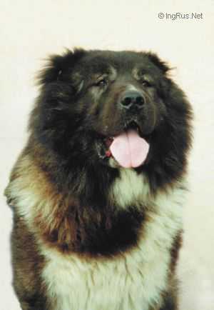 Umka | Caucasian Mountain Dog 