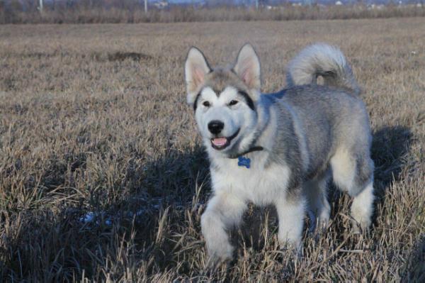 Gold Of Maja U'Will Smitt | Alaskan Malamute 